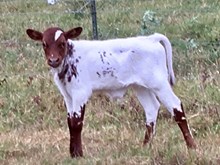 SWAGGER X PROMISES BCB BULL CALF