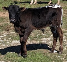 Melody's 2023 Bull Calf