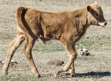 Puppy 2017 Bullcalf