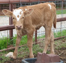 Respected Anita 2012 heifer