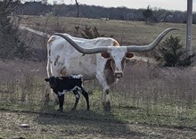 RRR Rexie Bee 2023 Heifer