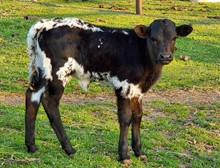 RRR Rexie Bee 2023 Heifer