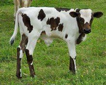Shamrock's 2023 Bull Calf