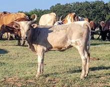 SilverDollar Cowgirl CPL