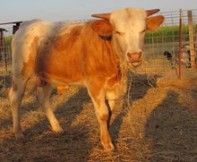 Sundance Cowboy CPL