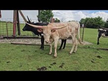 Wild Flower Cowgirl CPL