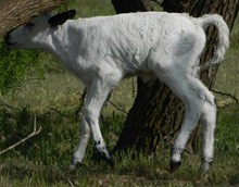 Majesty bullcalf