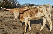 Wild Flower Cowgirl CPL