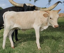 Cadillac 2025 Heifer Calf