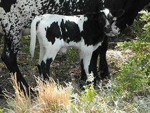 BH Once Again heifer