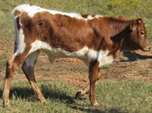 Annies 2021 Bull Calf