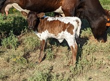 Abigail's 2023 Heifer