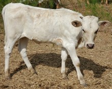 Gray Pearl Cowgirl CPL