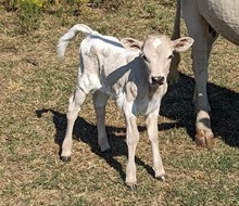 Cowgirl Lezawee's 2023 Heifer