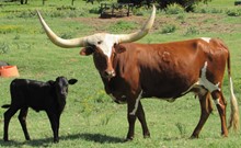 Pecos Cowgirl CPL