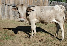 Bancroft Cowgirl CPL