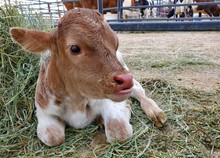 Bancroft Bull Calf 2023