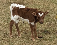 Liberty's 2023 heifer