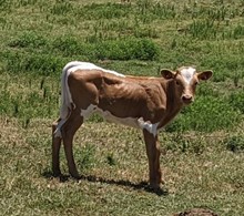 Black Birds 2023 heifer