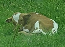 Black Birds 2023 heifer