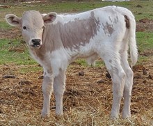 Memphis' 2023 Bull Calf