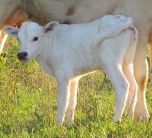 Prologue 2019 heifer