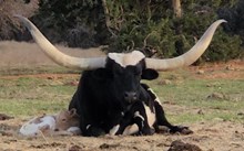 Cadillac 2025 Heifer Calf