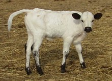 Rio Lezawe bull calf