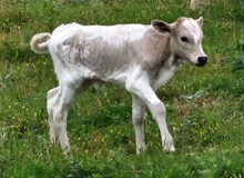 Cimmaron's 2025 heifer