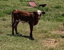 Cimarron Cowgirls's 2023 heifer