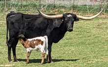 Grand Jamoca Cowgirl CPL