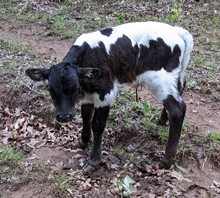 Drizzle's 2023 Bull Calf