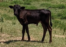 Grand Jamoca's 2023 bull calf