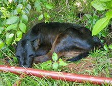 Grand Jamoca's 2023 bull calf