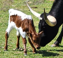 Grand Jamoca's 2025 Heifer
