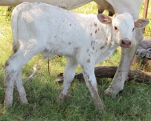 Gypsy 2017 bullcalf 711