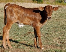 Hersheys Steer Calf 2022