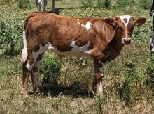 Hourglass Bull Calf 2023