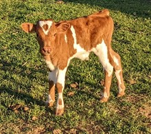 Hourglass Bull Calf 2023