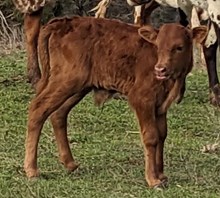 JH Monikas Ringer 2025 bull calf