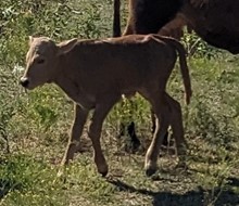 Kisses 2023 Bull Calf