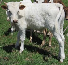 Lady Grace De Palo Pinto bull calf 2022