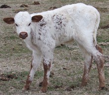 Noche 2015 calf