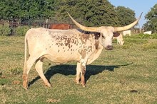 Liberty Cowgirl CPL