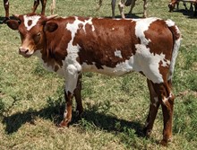 Mango Salsa Cowgirl CPL