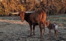 Iron Lane's 2023 Bull Calf