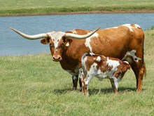 Mary The Cow