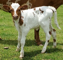 Pintada Cowgirl CPL