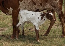 Paintbrush Cowgirl 2023 Bull Calf