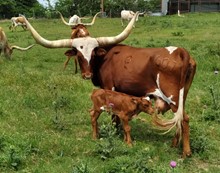 Pecos 2022 bull calf